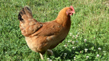 Opération « Des poules pour réduire ses déchets