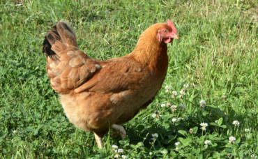 Opération « Des poules pour réduire ses déchets
