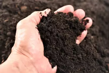 Distribution gratuite de compost
